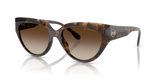 Dark Tortoise / Smoke Gradient (300613)