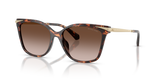 Luggage Tortoise / Brown Gradient (403113)