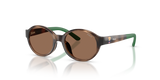 Shiny Dark Havana / Dark Brown (500373)