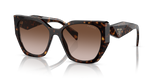 Tortoise / Brown Gradient (2AU6S1)