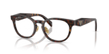 Root Tortoise / Demo Lens (17N1O1)