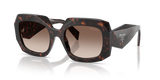 Root Tortoise / Brown Gradient (17N10S)