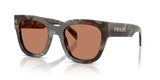Woods Tortoise / Brown (22F90Q)