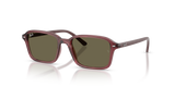 Transparent Dark Violet / Brown (7197/3)