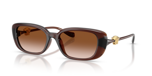 Transparent Brown / Brown Gradient (533213)