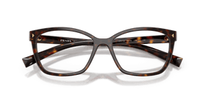 Root Tortoise (17N1O1)
