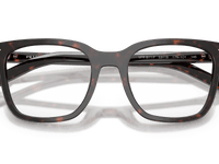 Root Tortoise (17N1O1)