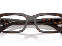 Root Tortoise (17N1O1)